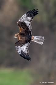 Image result for Abergele Harriers