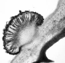 Attēlu rezultāti vaicājumam “Vouauxiomyces santessonii”