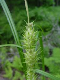 Attēlu rezultāti vaicājumam “Carex appropinquata leaf”