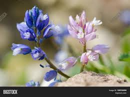 Attēlu rezultāti vaicājumam “Polygala vulgaris flower”