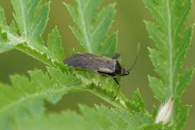 Attēlu rezultāti vaicājumam “Adelphocoris seticornis”