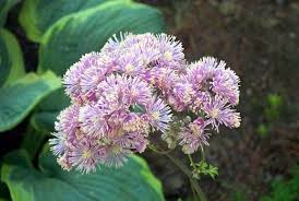 Attēlu rezultāti vaicājumam “Thalictrum aquilegifolium bud”