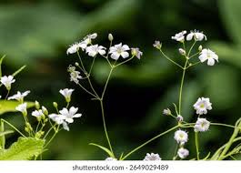 Image result for Gypsophila elegans