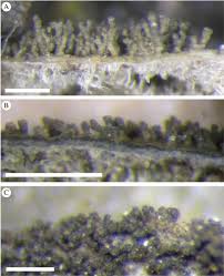 Attēlu rezultāti vaicājumam “Leptogium saturninum”