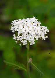 Attēlu rezultāti vaicājumam “Achillea millefolium flower”