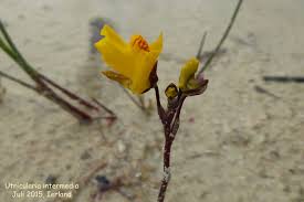 Attēlu rezultāti vaicājumam “Utricularia intermedia”