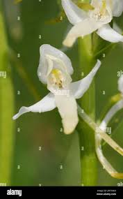 Attēlu rezultāti vaicājumam “Platanthera bifolia flower”