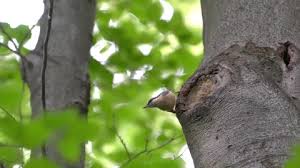 Attēlu rezultāti vaicājumam “Sitta europaea nest”