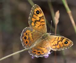Attēlu rezultāti vaicājumam “Lasiommata megera underside”