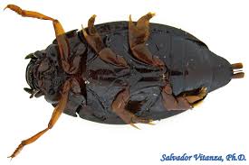 Attēlu rezultāti vaicājumam “Gyrinidae”