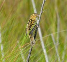 Image result for Dolichonyx oryzivorus