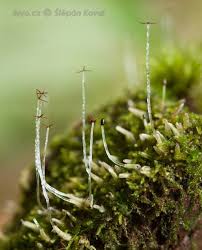 Attēlu rezultāti vaicājumam “Calliergonella cuspidata sporophyte”