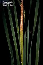 Attēlu rezultāti vaicājumam “Typhaceae”