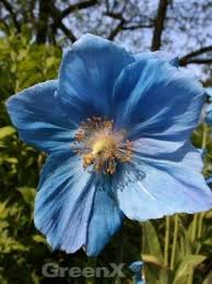 Image result for Scheinmohn