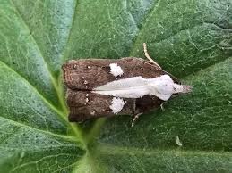 Attēlu rezultāti vaicājumam “Acleris cristana”