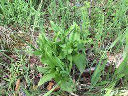 Attēlu rezultāti vaicājumam “Epipactis helleborine leaf”