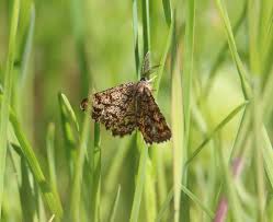 Attēlu rezultāti vaicājumam “Ematurga atomaria male”