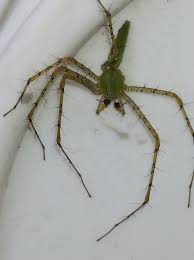 Attēlu rezultāti vaicājumam “Trichia longipalpis macro”