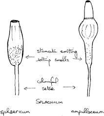Attēlu rezultāti vaicājumam “Splachnum ampullaceum”