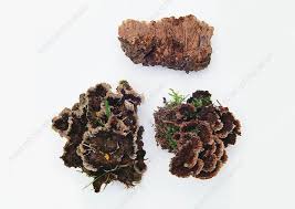 Attēlu rezultāti vaicājumam “Thelephora terrestris”