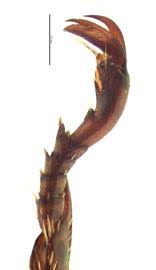 Attēlu rezultāti vaicājumam “Mylia anomala”