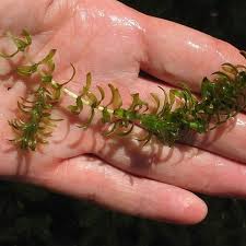 Attēlu rezultāti vaicājumam “Elodea canadensis”