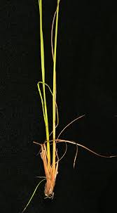 Attēlu rezultāti vaicājumam “Veronica scutellata leaf”