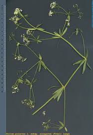 Attēlu rezultāti vaicājumam “Galium palustre fruit”