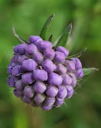 Attēlu rezultāti vaicājumam “Succisa pratensis bud”