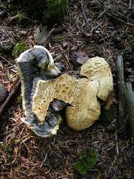 Attēlu rezultāti vaicājumam “Sclerophora pallida”