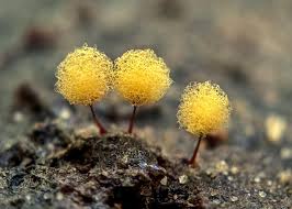 Attēlu rezultāti vaicājumam “Hemitrichia chrysospora sessile”