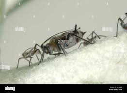 Attēlu rezultāti vaicājumam “Macrosiphoniella absinthii”