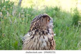 Attēlu rezultāti vaicājumam “Bubo bubo adult”