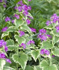 Image result for Lunaria annua