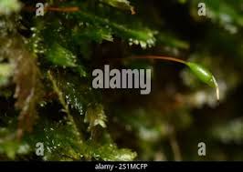 Attēlu rezultāti vaicājumam “Pseudotaxiphyllum elegans macro”