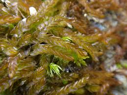 Attēlu rezultāti vaicājumam “Nardia scalaris cells”