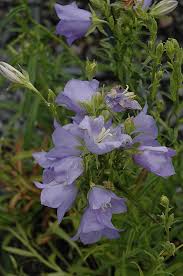 Attēlu rezultāti vaicājumam “Campanula persicifolia flower”