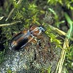 Attēlu rezultāti vaicājumam “Badister bullatus”