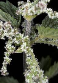 Attēlu rezultāti vaicājumam “Urtica dioica”