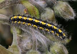 Attēlu rezultāti vaicājumam “Callimorpha dominula larva”