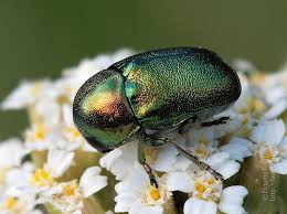 Attēlu rezultāti vaicājumam “Cryptocephalus aureolus, Cryptocephalus sericeus”