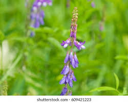 Attēlu rezultāti vaicājumam “Galega orientalis leaf”