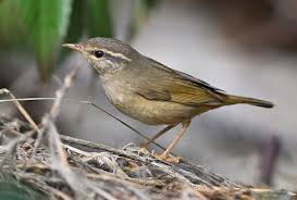 Image result for Phylloscopus schwarzi
