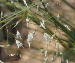 Attēlu rezultāti vaicājumam “Trichia erecta stalked”