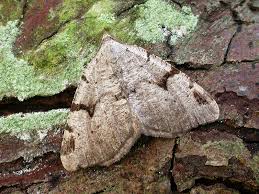 Attēlu rezultāti vaicājumam “Macaria wauaria”