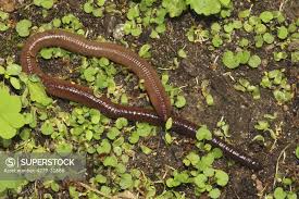 Attēlu rezultāti vaicājumam “Lumbricus terrestris”