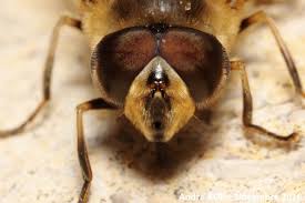 Attēlu rezultāti vaicājumam “Eristalis sp.”