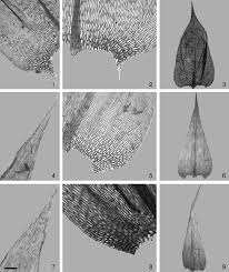 Attēlu rezultāti vaicājumam “Brachythecium rutabulum”