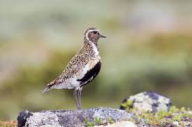 Attēlu rezultāti vaicājumam “Pluvialis apricaria adult”