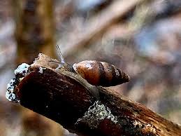 Attēlu rezultāti vaicājumam “Ena montana”